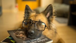 【人見知りの英語初心者】シャドーイングアプリの4つの選び方