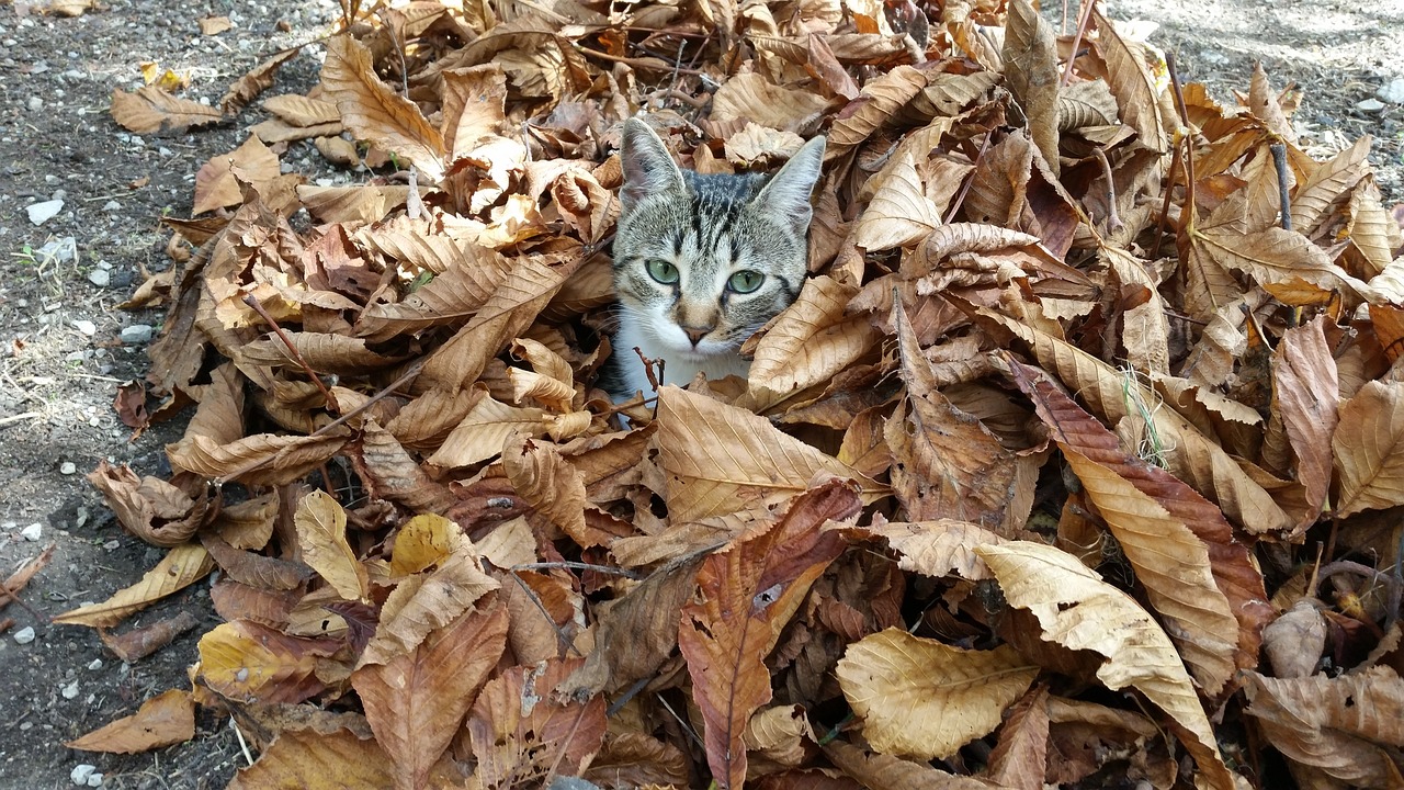 猫が落ち葉に隠れている